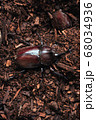 カブトムシ 68034936