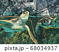 ウミガメ 68034937