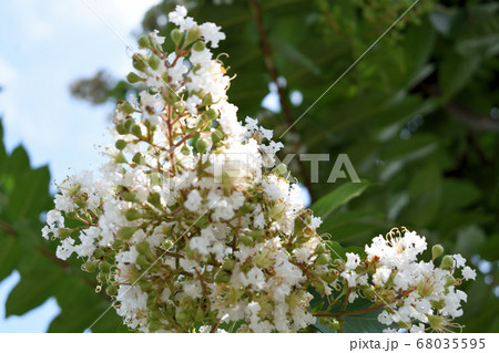 サルスベリの花 サルスベリの花 68035595