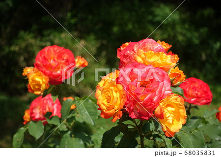 バラ　薔薇　ばら 68035831