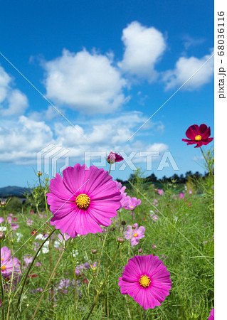コスモスの花畑 コスモスの花畑 68036116