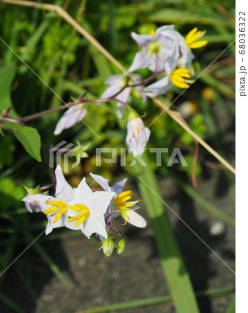 ワルナスビ ワルナスビ 68036322