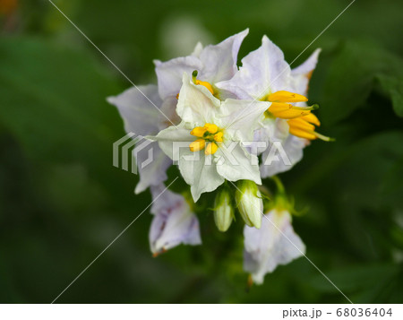 ワルナスビ ワルナスビ 68036404