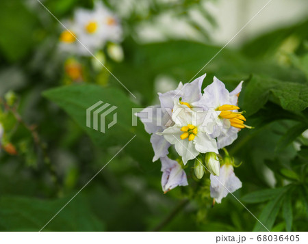 ワルナスビ ワルナスビ 68036405