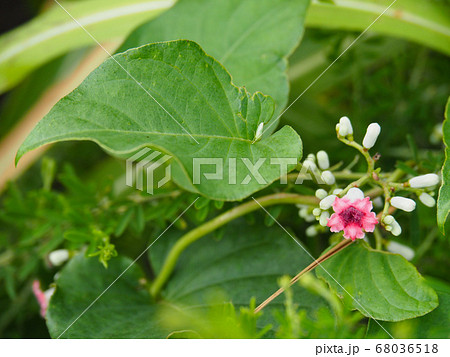 ヘクソカズラ 68036518
