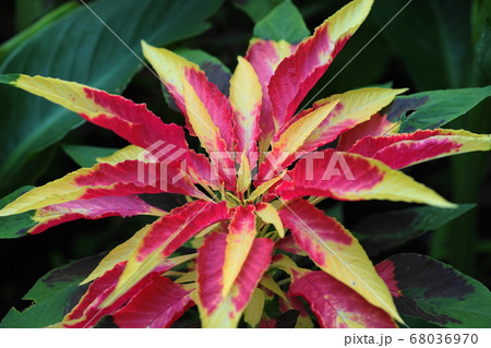 8月 多摩124ハゲイトウ・ヒユ科・多摩グリーンライブセンター 8月 多摩124ハゲイトウ・ヒユ科・多摩グリーンライブセンター 68036970