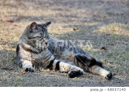 尾道の猫 尾道の猫 68037140