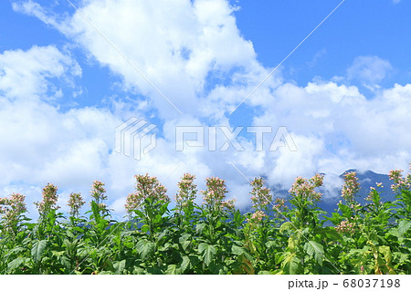 葉タバコの花咲く梅雨明け 68037198