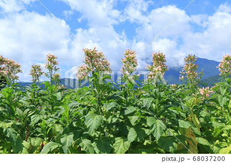 葉タバコの花咲く梅雨明け 68037200