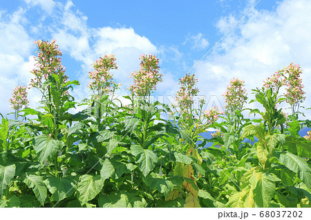 葉タバコの花咲く梅雨明け 68037202