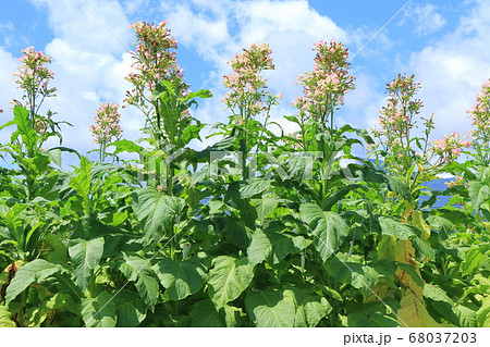 葉タバコの花咲く梅雨明け 葉タバコの花咲く梅雨明け 68037203
