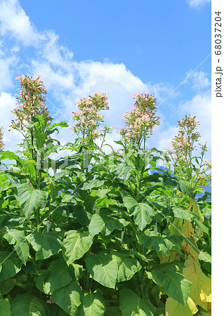 葉タバコの花咲く梅雨明け 68037204