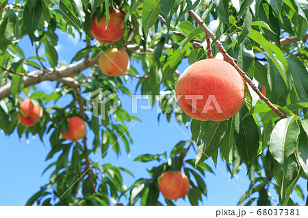 たわわに実った収穫前の桃 たわわに実った収穫前の桃 68037381
