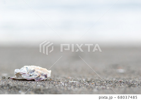 海と砂浜と貝殻 海と砂浜と貝殻 68037485