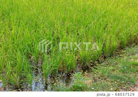 Rice field plots. 68037529