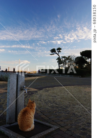 夕暮れを見つめる野良猫 68038150