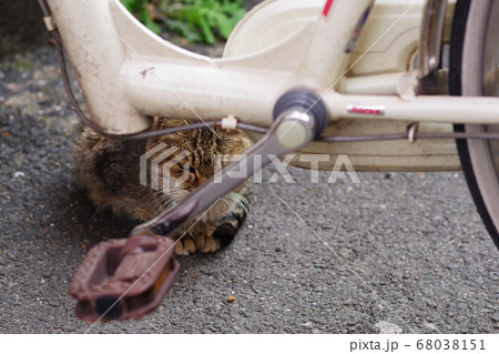 激怒の野良猫 68038151