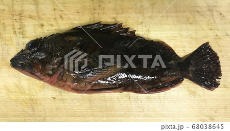 カサゴ カサゴ 68038645