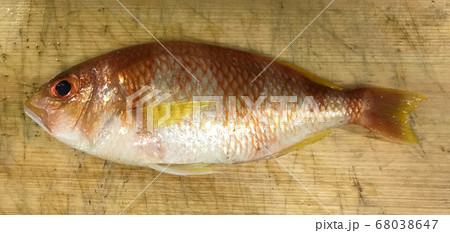 タマガシラ タマガシラ 68038647