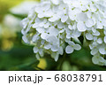 梅雨の白い紫陽花 梅雨の白い紫陽花 68038791