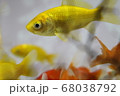 水族館での魚の写真 水族館での魚の写真 68038792
