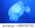 水族館のクラゲの写真 水族館のクラゲの写真 68038793