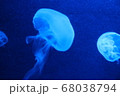 水族館のクラゲの写真 水族館のクラゲの写真 68038794