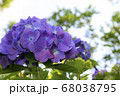 梅雨の紫色の紫陽花 梅雨の紫色の紫陽花 68038795