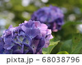 梅雨の紫色の紫陽花 梅雨の紫色の紫陽花 68038796