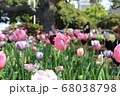 春のチューリップの写真 春のチューリップの写真 68038798