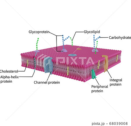 ベクトル ベクター ベクタ 68039008