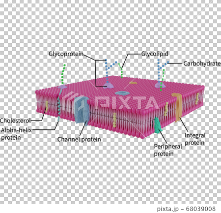 ベクトル ベクター ベクタ 68039008