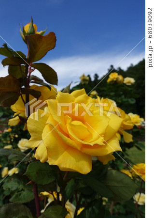 バラ　薔薇　ばら 68039092
