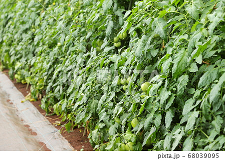 トマト畑 トマト栽培 露地栽培の写真素材