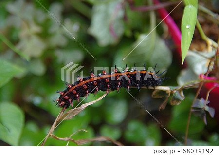 ツマグロヒョウモンの幼虫 チョウの幼虫 毛虫の写真素材 ツマグロヒョウモンの幼虫 チョウの幼虫 毛虫の写真素材