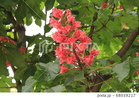 シャンゼリゼ通りに咲くマロニエの花の写真素材