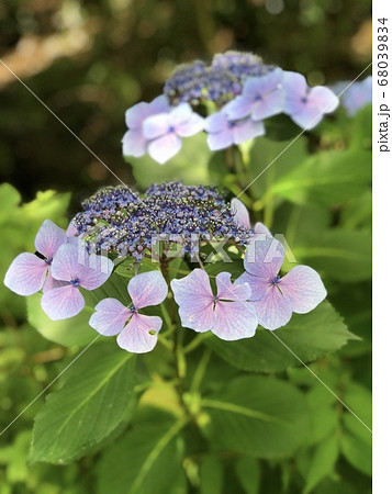 梅雨の六月に満開になる前の紫陽花の蕾 梅雨の六月に満開になる前の紫陽花の蕾 68039834