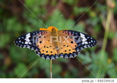ツマグロヒョウモンチョウ 68039918