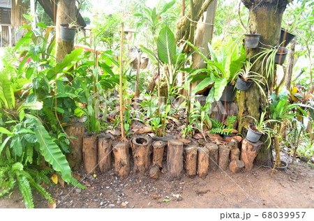 Ornamental plants in the garden. 68039957