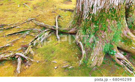 樹木の根が張り巡る苔の生えた地面 樹木の根が張り巡る苔の生えた地面 68040299