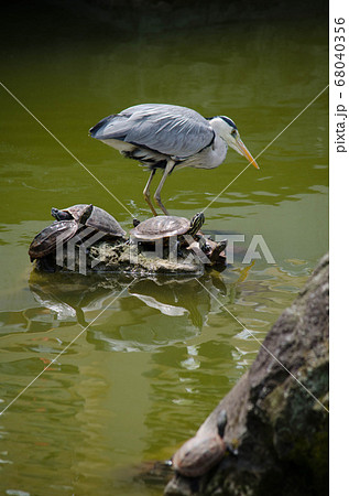 サギとカメ 68040356