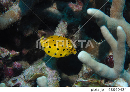 沖縄の海 ミナミハコフグ幼魚の写真素材