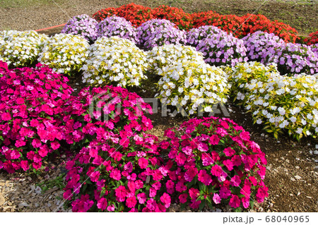 山梨 花の都公園の花畑 山梨 花の都公園の花畑 68040965