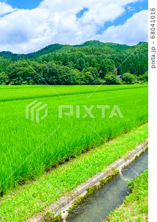 夏の田園風景 夏の田園風景 68041016