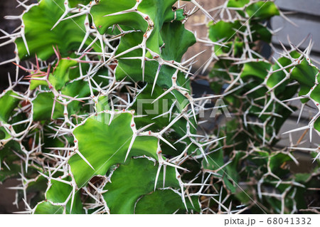 beautiful green cactus close-up in garden 68041332