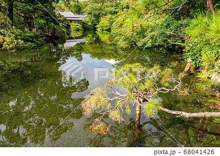 (静岡県)三島市楽寿園 満水の小浜池 (静岡県)三島市楽寿園 満水の小浜池 68041426