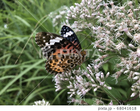 ツマグロヒョウモン Argyreus hyperbius 68041618