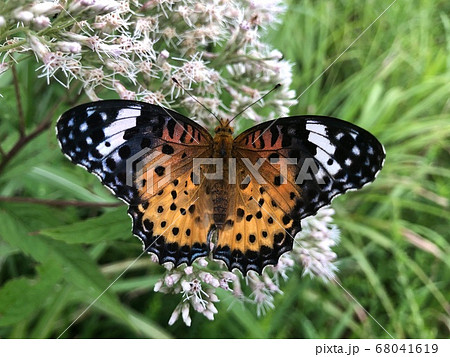 ツマグロヒョウモン Argyreus hyperbius 68041619