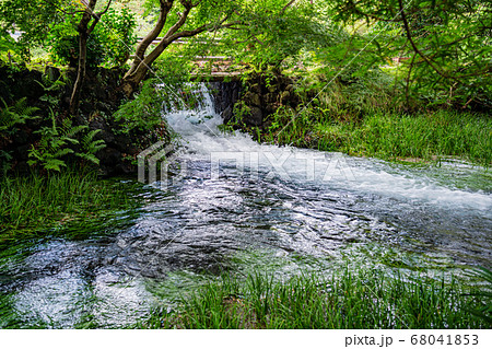 （静岡県）三島市楽寿園　小浜池　流れ出し 68041853