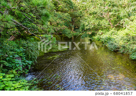 （静岡県）三島市楽寿園　小浜池　流れ出し 68041857